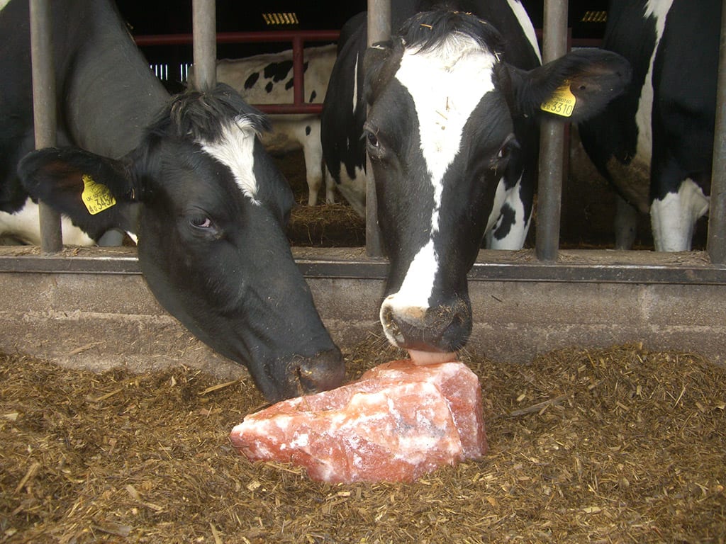 Animal lick salt blocks